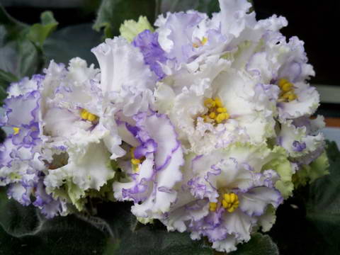 ЕК-Солнечный Мальчик